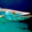 Barracuda