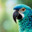 Macaw