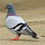 EnduringVagabond
