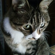 全不能型白给小伙