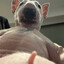 cRumbl_cookie