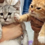 花里胡哨的菜逼