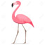 flamingo872