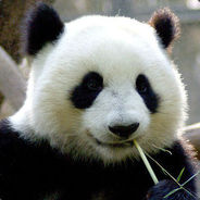 A_Speechless_Panda