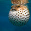 Pufferfish