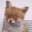 KurwaFoxFox