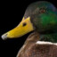 Quack