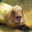 CaPyBaRa123