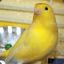 canaryfarmer
