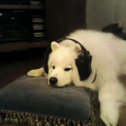 谁念西风冷若尘