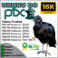 URUBU DO PIX