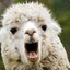 InsaneAlpaca