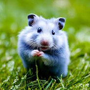 Мистр Хомяк