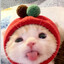 silly cat