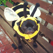 BEE FOH REAL