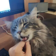 爱说烧话的大猫