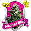 Amnesia D.Haze