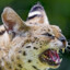 A Fat, Angry Serval
