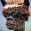 Alpaca