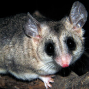 Elegante Fettschwanzbeutelratte