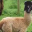 llamavader1