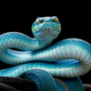 13_NiebieskaZmija_37 skins.army