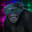 Disco Monke