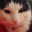 &lt;3Chat Cat&lt;3