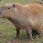 MajesticCapybara -Elshch-