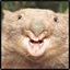 A_killer_Wombat