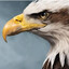 Eagle*