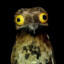 The Great Potoo