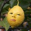 John Lemonn