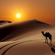 Steam Avatar