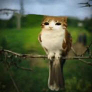 meowl