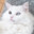 catscatscats