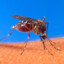 dengue