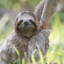 Sloth