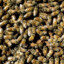 ten-thousand bees