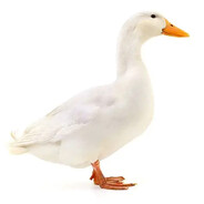 海陆空三栖究极生物（a