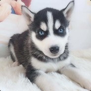 含苞欲放大菊花DUCK