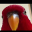 PAJARO SABROSON!!