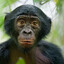 Bonobo