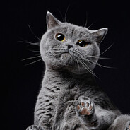 WEW TOP - steam id 76561199365747149