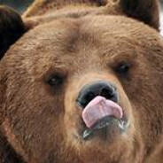 bear