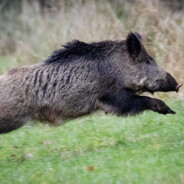 БАРХАТНЫЙ КАБАН