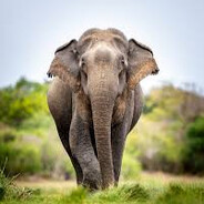 Jacksonta_Gahapu_Aliya