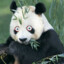 Ket Fueled Rave Panda