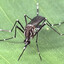 Aedes aegypti