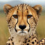 cheetah